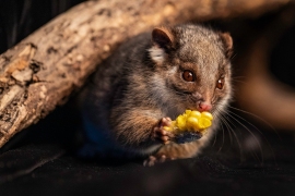 Ringtail possum - Paul Elliott (Commended)