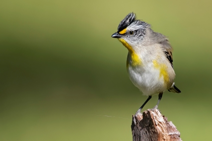 Andrew Haysom - Posing Pardalote (Highly Commended)