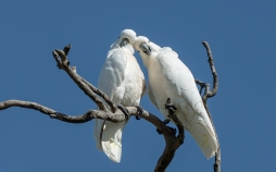 Clive Williams - Lovebirds (Highly Commended)